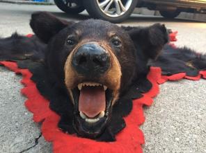 Vintage Bear Rug
