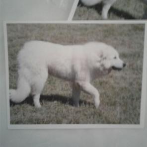 WWB-155/Note Cards/White Dog?