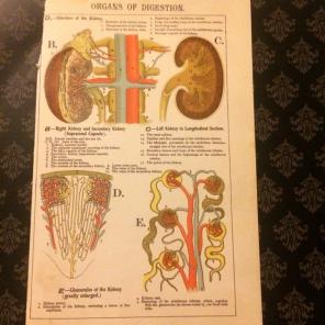 Illustration Of Organs Of Digestion