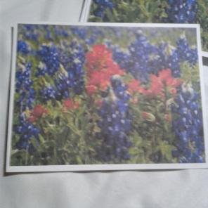 WWB-148/Note Cards/Texas Bluebonnets I