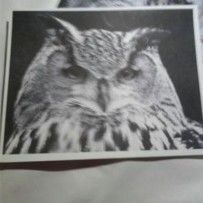 WWB-126/Note Cards/Hoot Owl