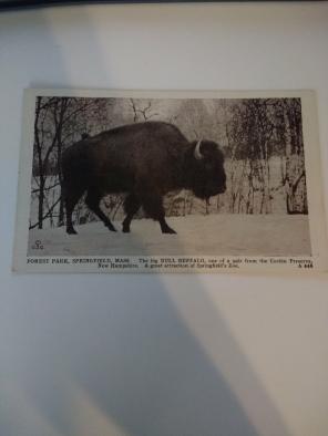Vintage postcard Forest Park Springfield