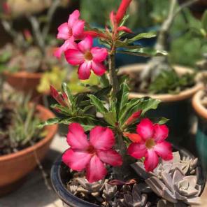 For alexander desert rose succulent