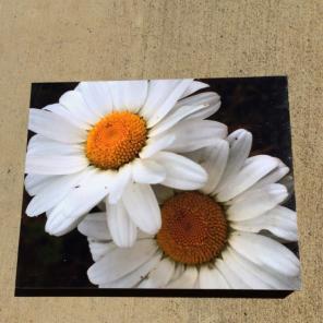Daisy Photo (size 9.5" x 7.5")