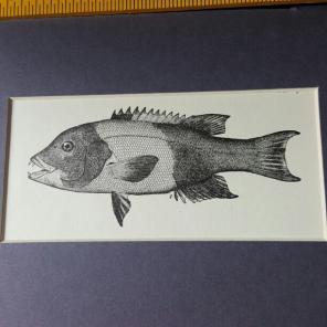 fish print 7"×5", ready to frame