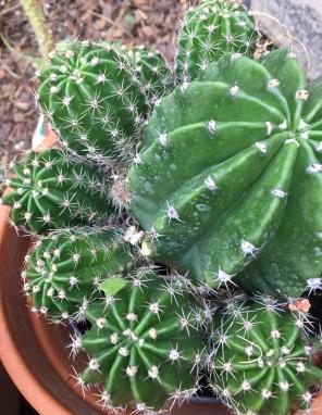 Babies Cactus