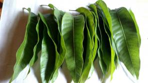 40+ Organic Mango Leaves