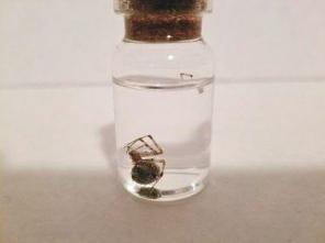 Spider wet specimen