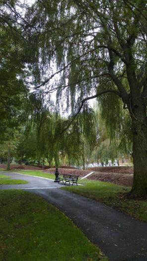 Nature Photography Weeping willows