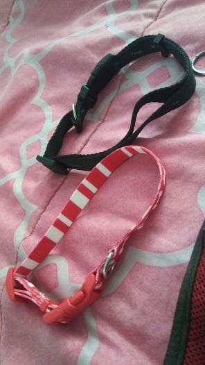 Dog collars