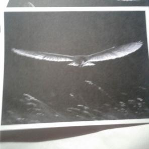 WWB-127/Note Cards/Owl in Flight