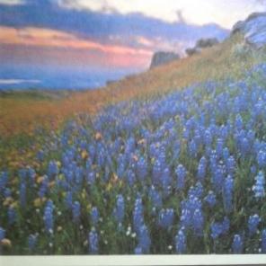 WWB-138/Note Cards/Texas Sunset