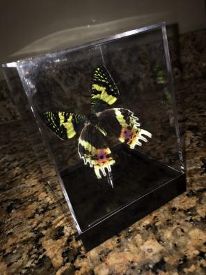 Sunset Urania Moth in Acrylic Case