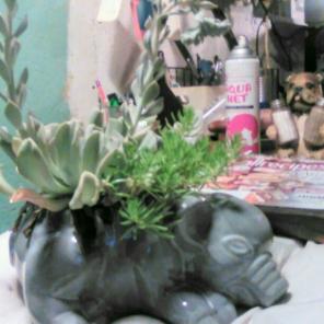 Succulents and planter in bloom