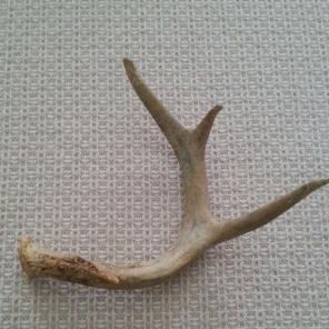 Vintage Cruelty Free Deer Antler Shed