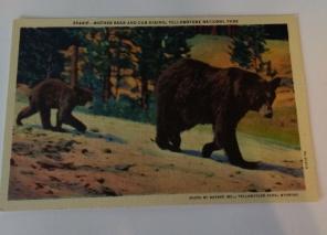 Mother Bear And Cub Hiking Yellowatone