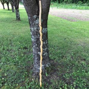 Hiking/walking Stick 57 Inches