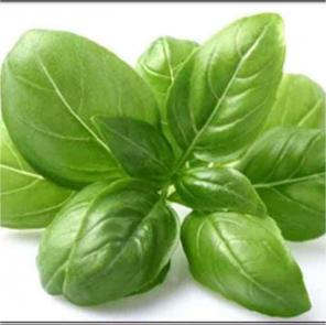 Dried Basil