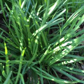 Garlic chives plants 2-3 lbs.