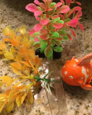 Fish Tank Decorations