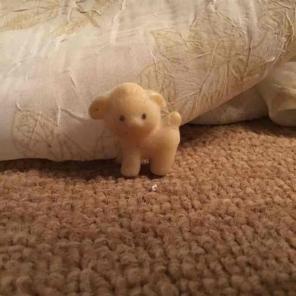 Mini lamb