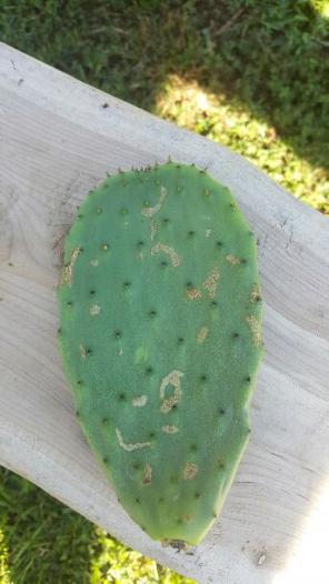 Med Cactus clipping