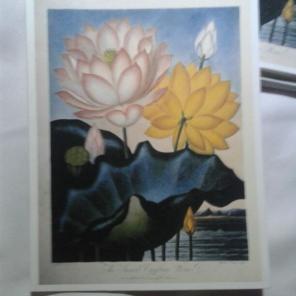 WWB-135/Note Cards/Egyptian Flowers