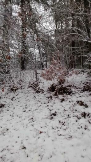 Wooded snowfall