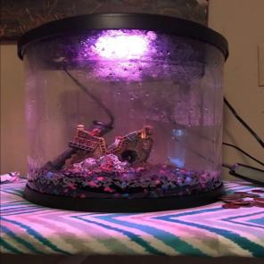3.5 Gallon Top Fin Enchant Aquarium