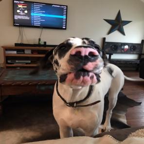 Large Cowhide In Good Condition