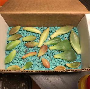 30+ succulent leaves