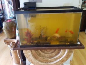 Fish tank