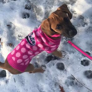 Dog Sweater
