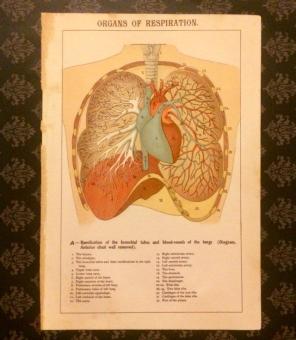 Antique Print Of Organs Of Respiration