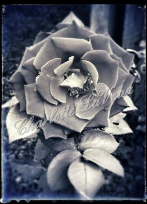 5x7 original photo "Rose of Avalon"