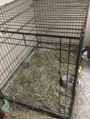 Dog-bunny Cage