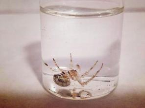 Spider Specimen (Parasteato tepidariorum