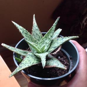 Aloe succulent ( FREE SHIPPING)