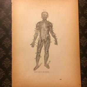 Antique Print Of The Muscles