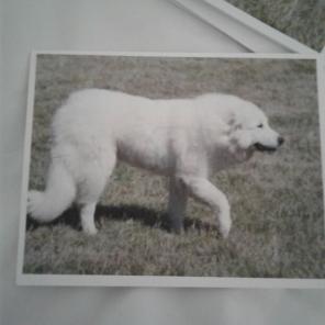 WWB-156/Note Cards/White Dog?