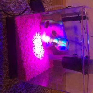Glow fish, fish tank