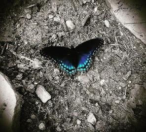 Butterfly print