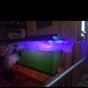 70 Gallon Fish tank