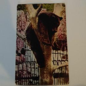 Vintage Postcard 1910 Chicago Zoe