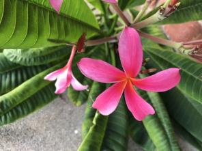 Grow Your Own Plumeria Tree