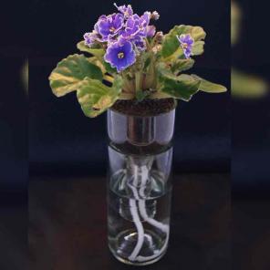 Self Watering Wine Bottle Planter