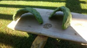 Two curled up cactus clippings