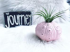 Pink Shell Air Planter