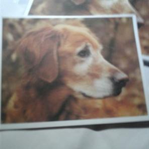 WWB-131/Note Cards/Dog in Side Portrait