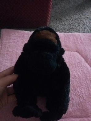 Silver back Gorilla